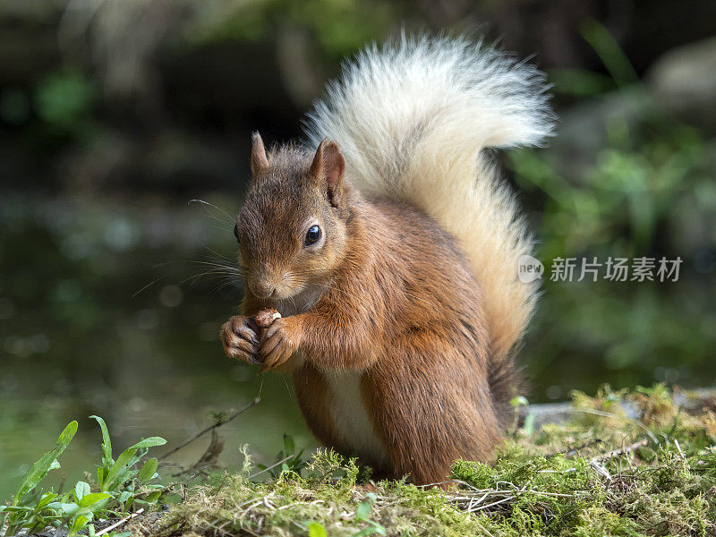 苏格兰红松鼠(Sciurus vulgaris)